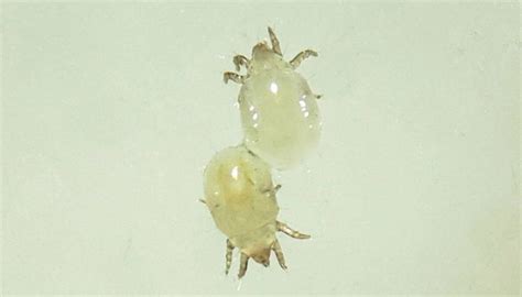 White bed bugs. Things To Know About White bed bugs. 